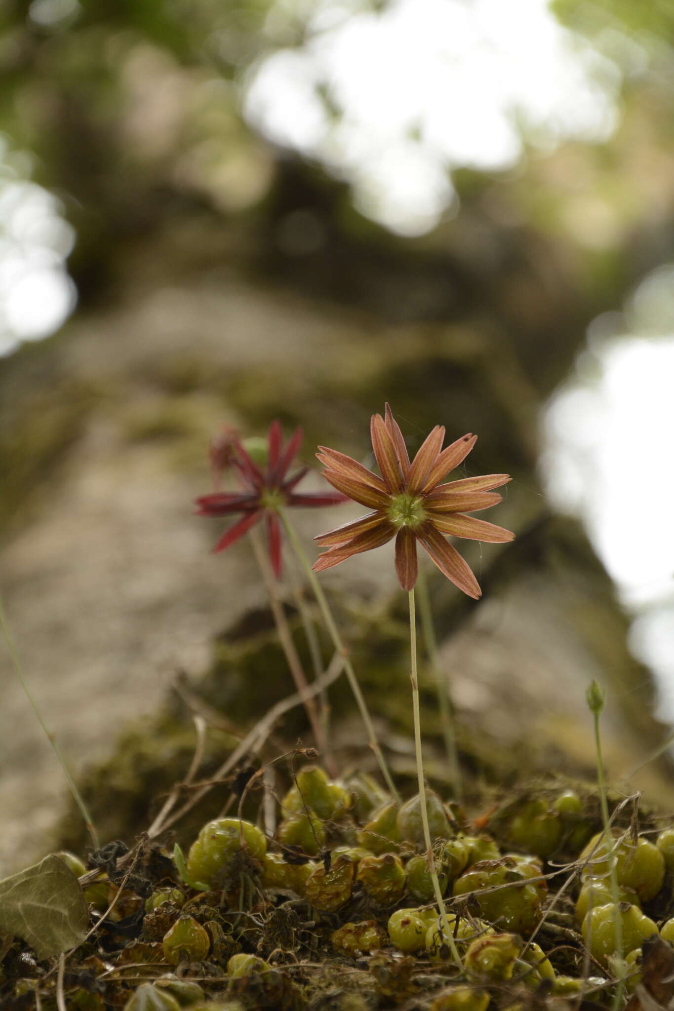 Imagem de Bulbophyllum fimbriatum (Lindl.) Rchb. fil.