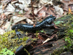 Image of White-spotted Slimy Salamander