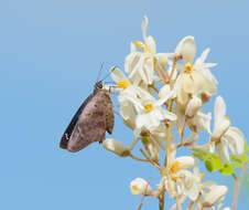 Image of Hammock Skipper