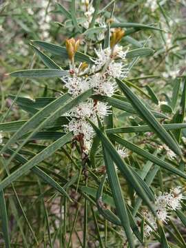 Image of Hakea repullulans H. M. Lee