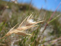 Rytidosperma alpicola (Vickery) Connor & Edgar resmi