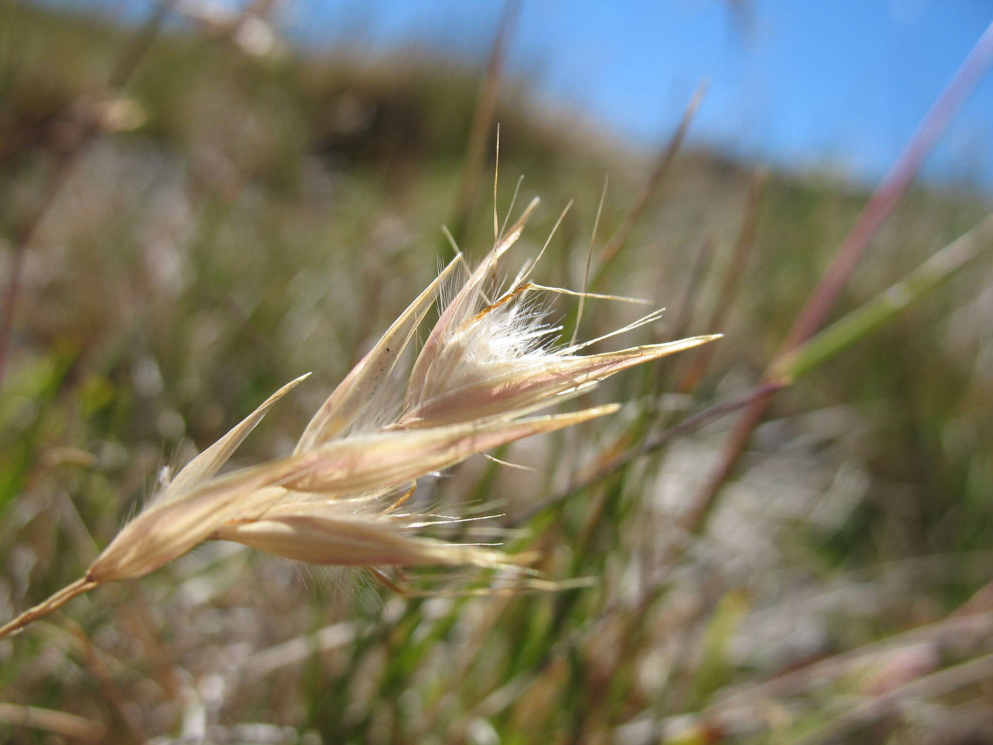 Rytidosperma alpicola (Vickery) Connor & Edgar resmi