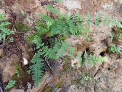 Image of Myriopteris microphylla (Sw.) Grusz & Windham