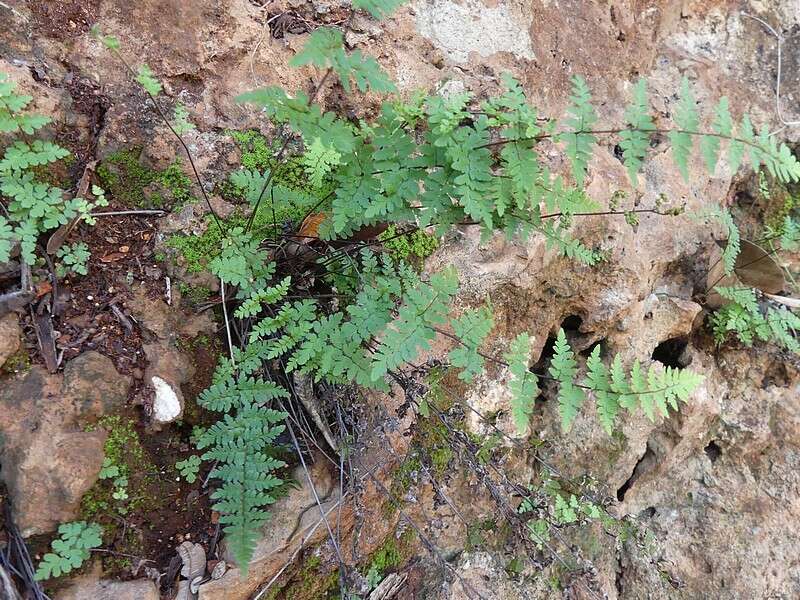 Image of Myriopteris microphylla (Sw.) Grusz & Windham