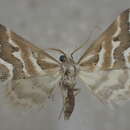 Image of Anomocentris crystallota Meyrick 1891
