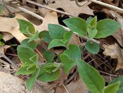 Image of hoary mountainmint