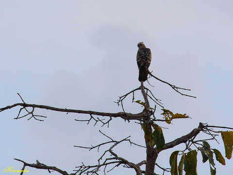 Nisaetus nanus (Wallace 1868) resmi