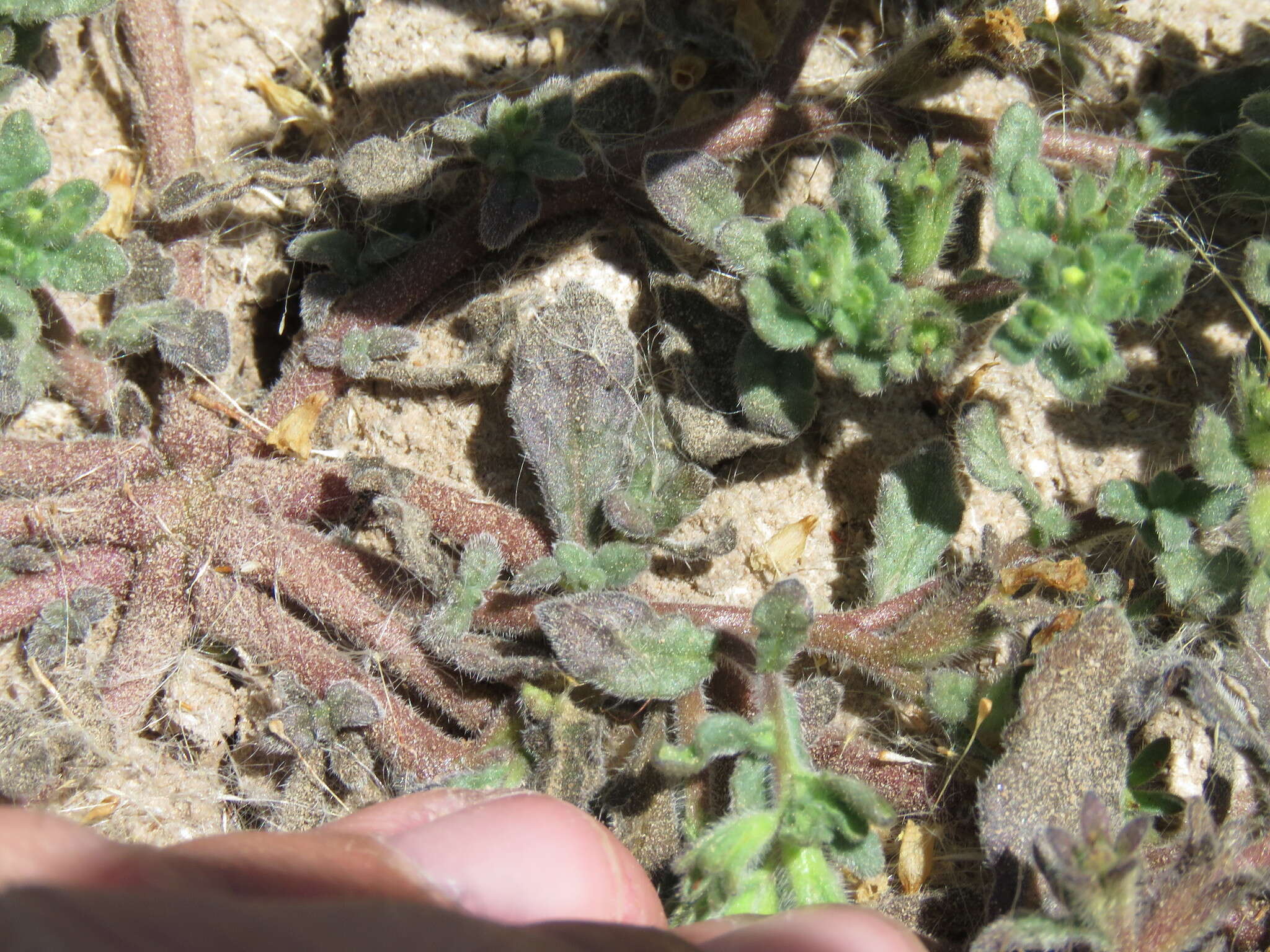 Image of Mud Fiddleleaf