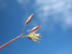 Image of Rytidosperma pauciflorum (R. Br.) Connor & Edgar