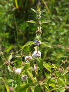 Image of wild mint