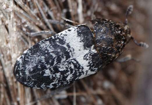 Imagem de Dermestes (Dermestinus) fasciatus Le Conte 1854