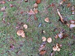 Image of Suillus quiescens T. D. Bruns & Vellinga 2010