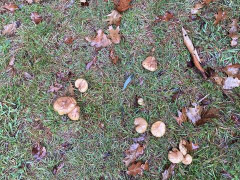 Image of Suillus quiescens T. D. Bruns & Vellinga 2010