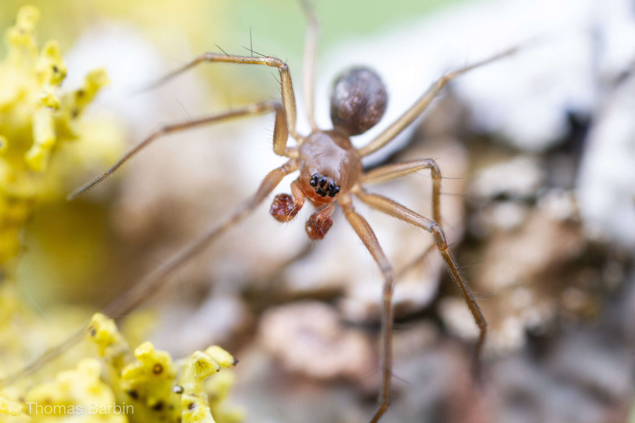 Image of Tenuiphantes zibus (Zorsch 1937)