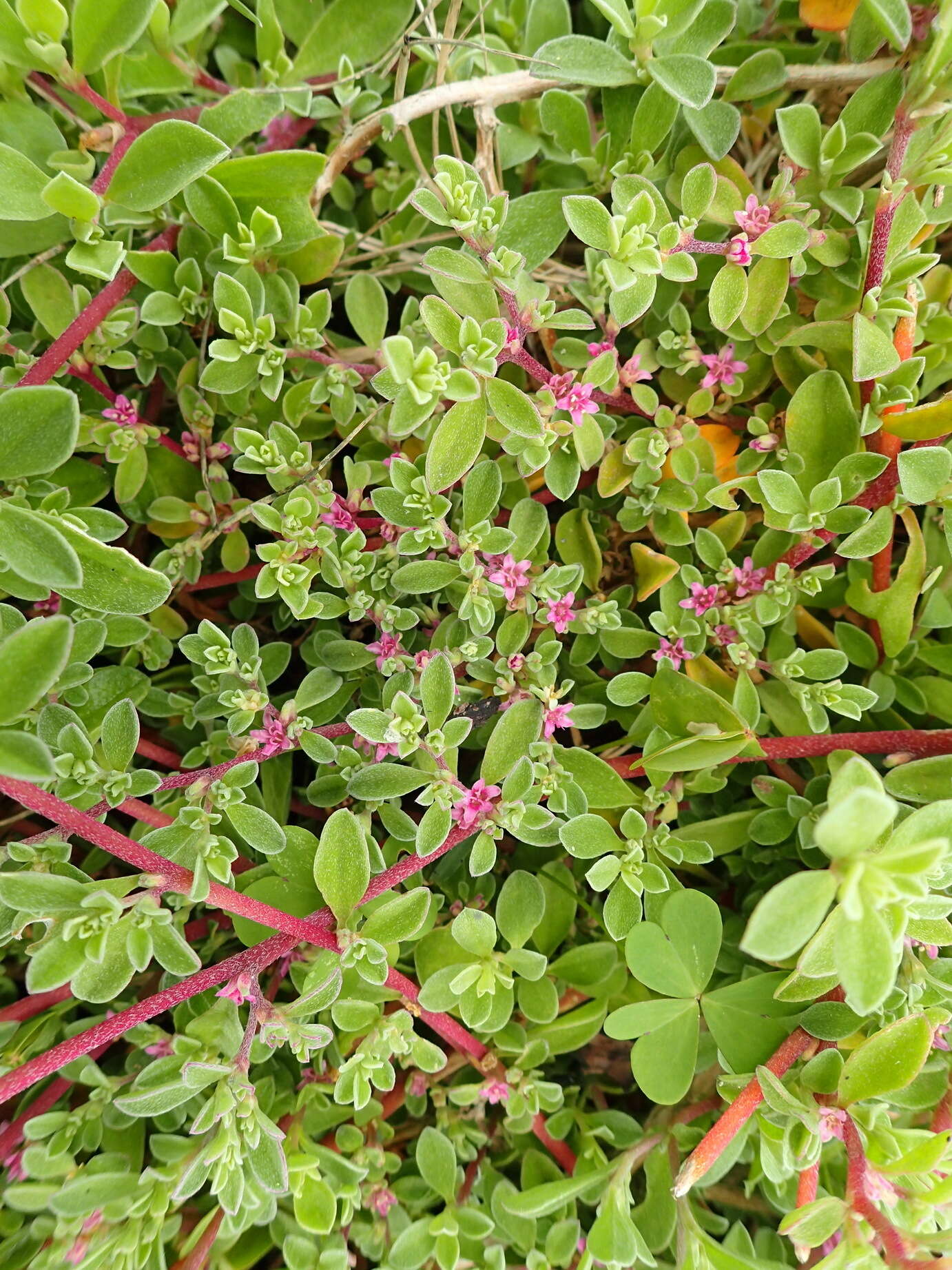 Image of Aizoon portulacaceum (Fenzl ex Harv. & Sond.) Klak