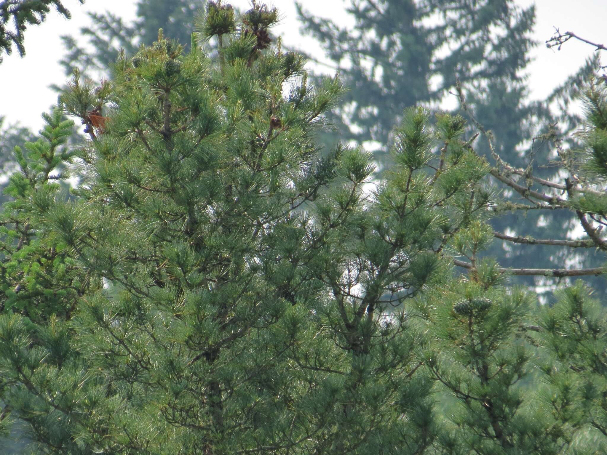 Imagem de Pinus koraiensis Siebold & Zucc.