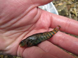 Image of Rainbow Darter