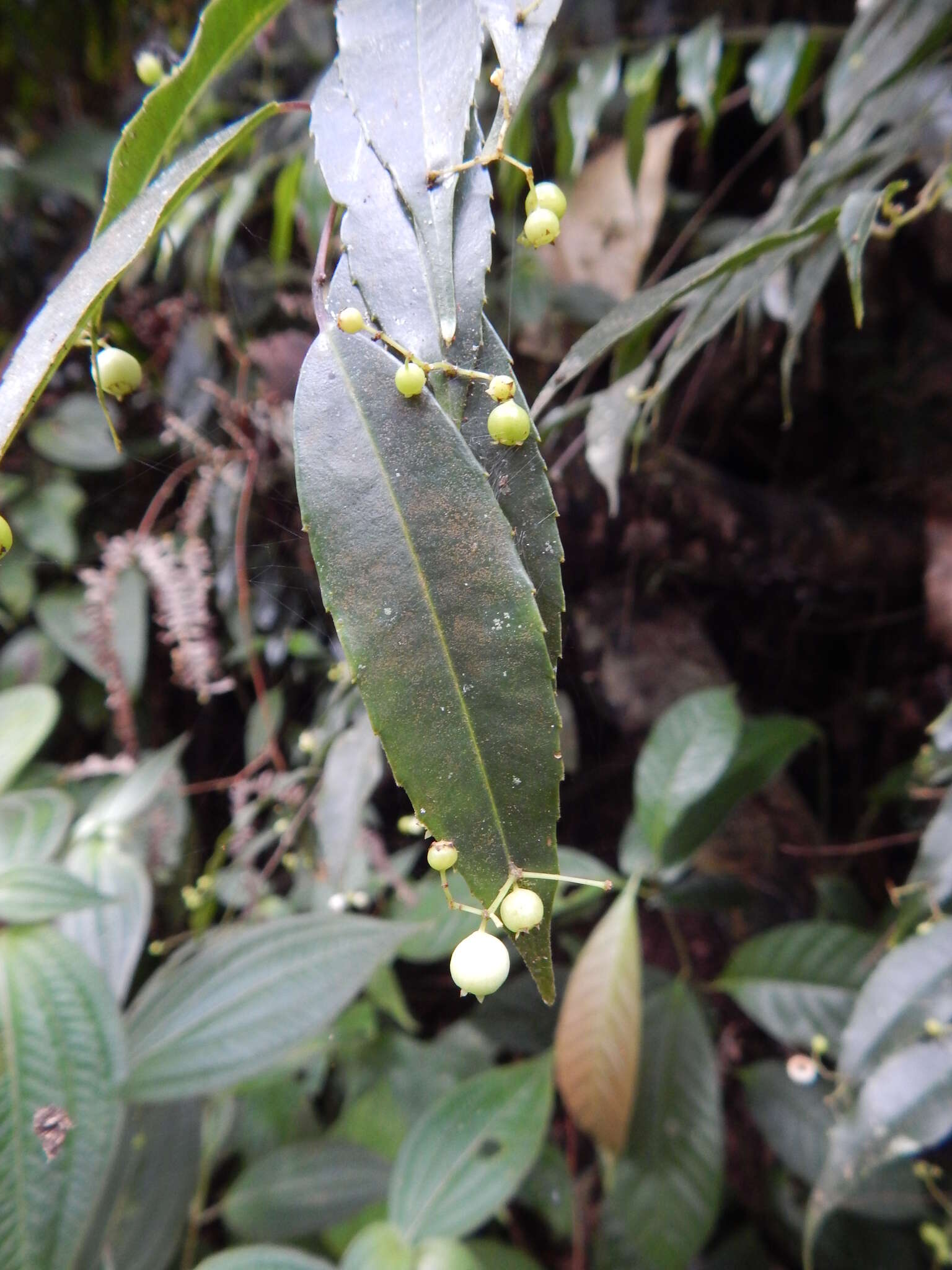 Image of Phyllonoma ruscifolia Willd. ex Schult.