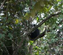 Colobus angolensis palliatus Peters 1868 resmi