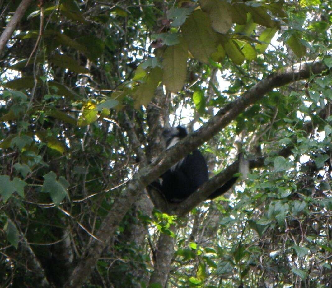 Image of Colobus angolensis palliatus Peters 1868