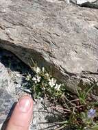 Plancia ëd Cardamine resedifolia L.