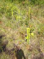 Image of Yellow pitcher plant