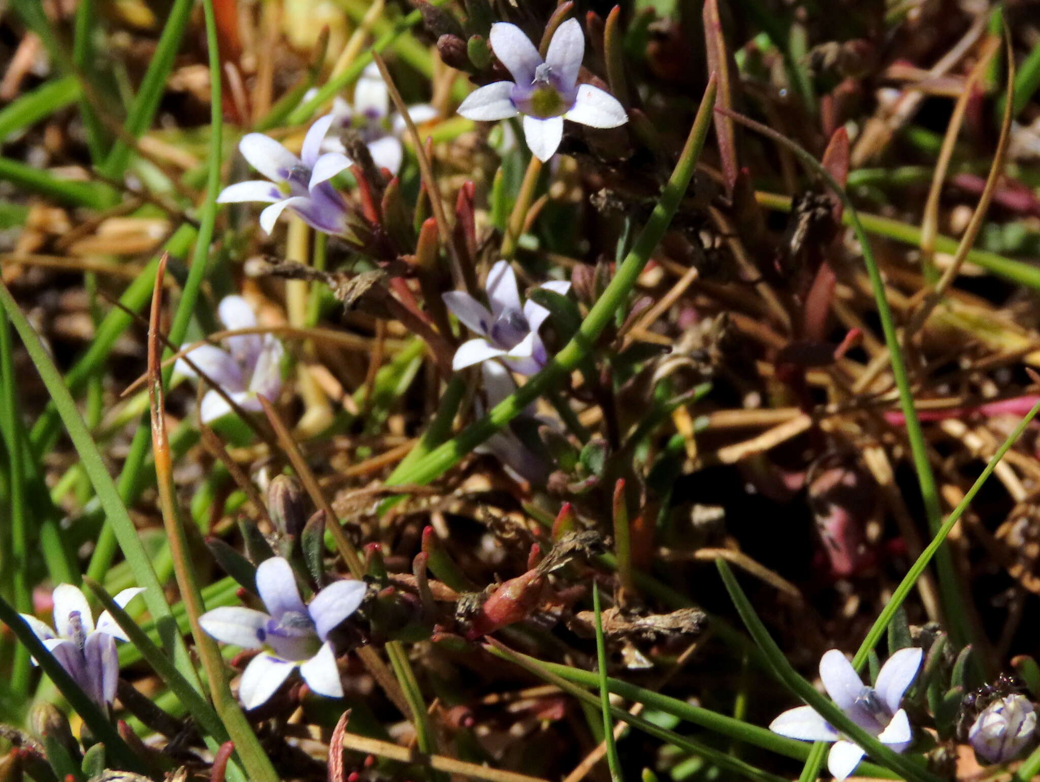 Image of Wimmerella secunda (L. fil.) Serra, M. B. Crespo & Lammers