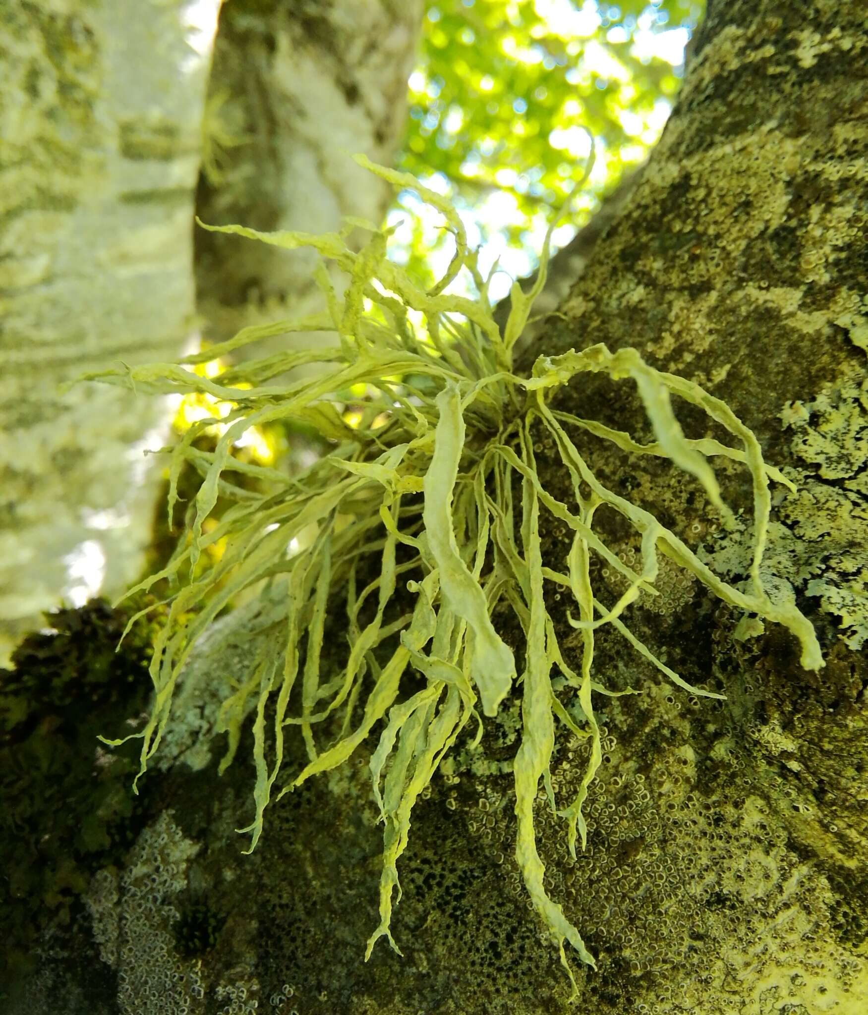 صورة Ramalina fraxinea (L.) Ach.