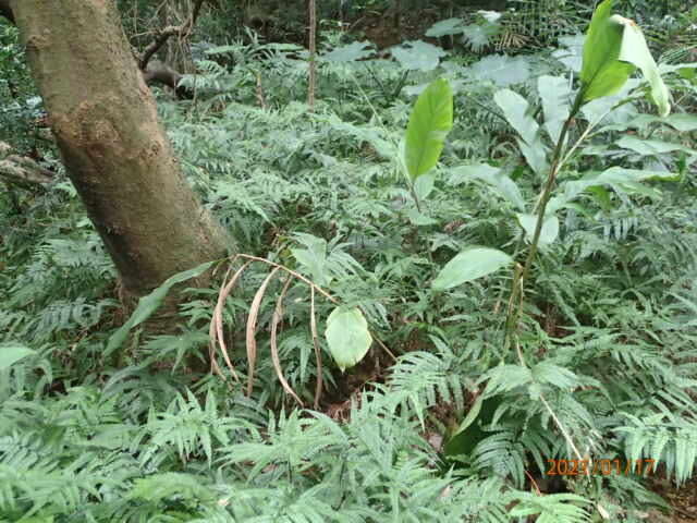 Image of East Indian hollyfern