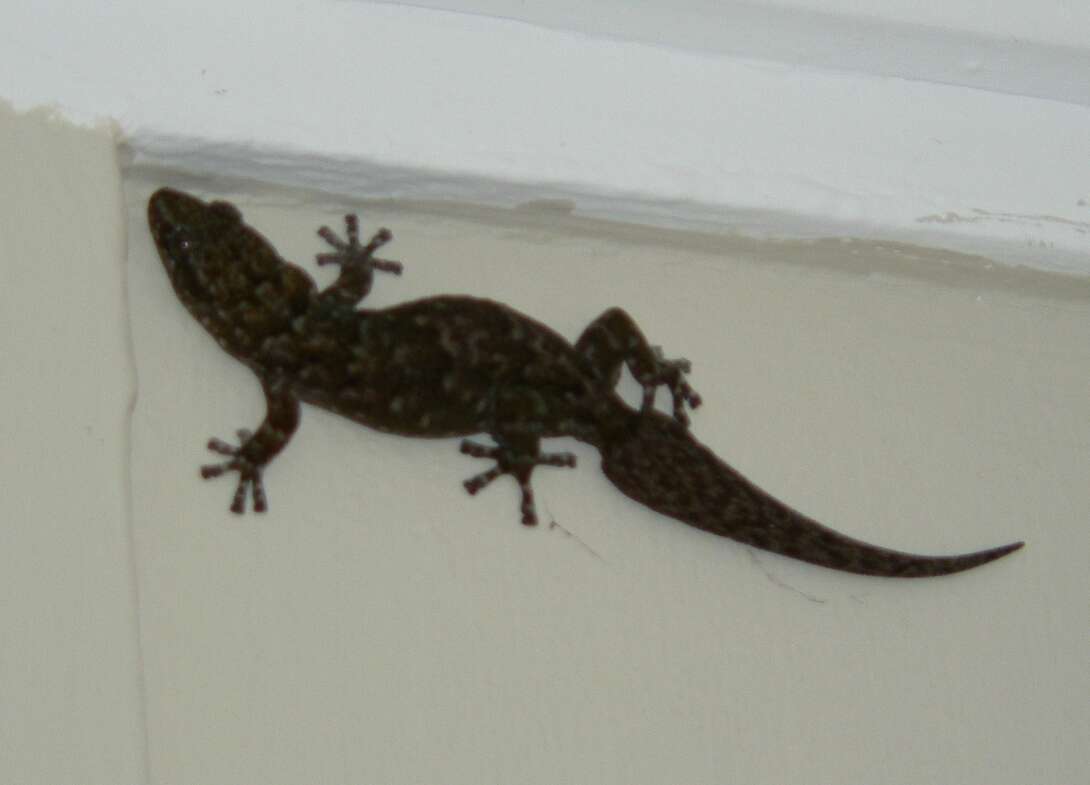 Image of Amatola Rock Gecko