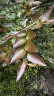 Image of Nothofagus nitida (Phil.) Krasser