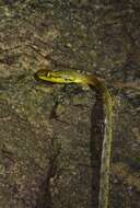 Image of Yellow-green Cat Snake