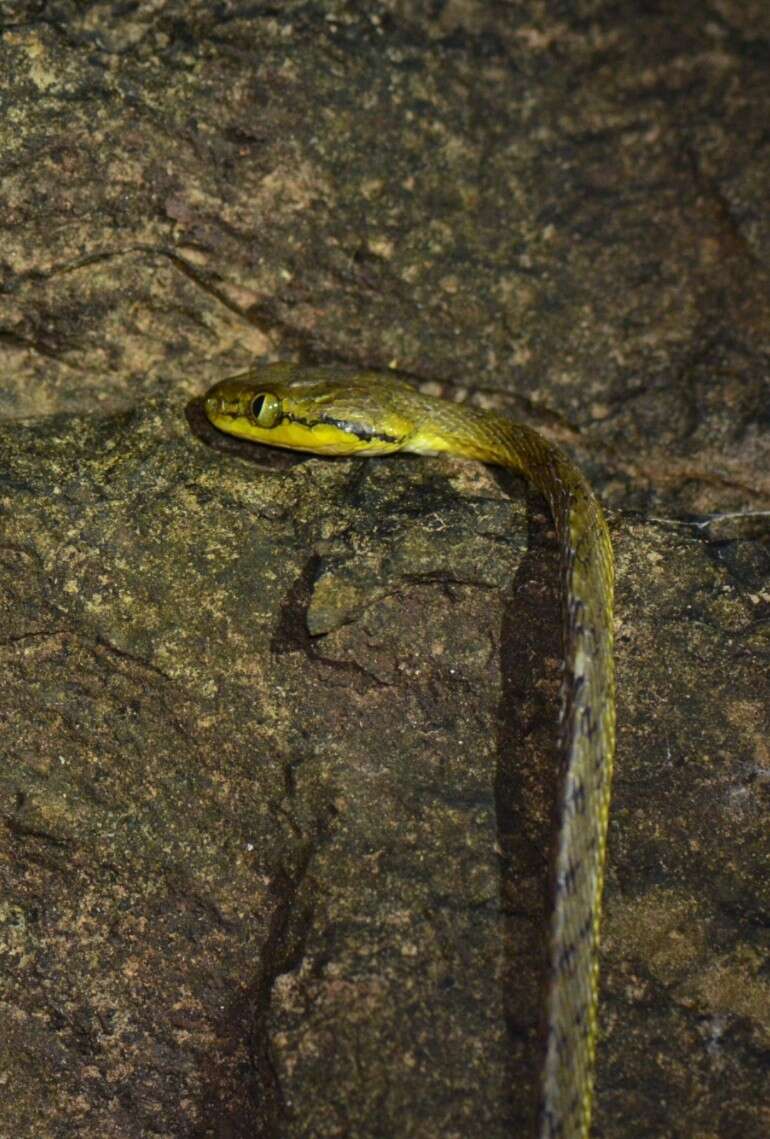 Image of Yellow-green Cat Snake
