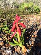 Image of Red Viooltjie