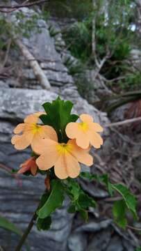 Image of Crossandra longispica Benoist