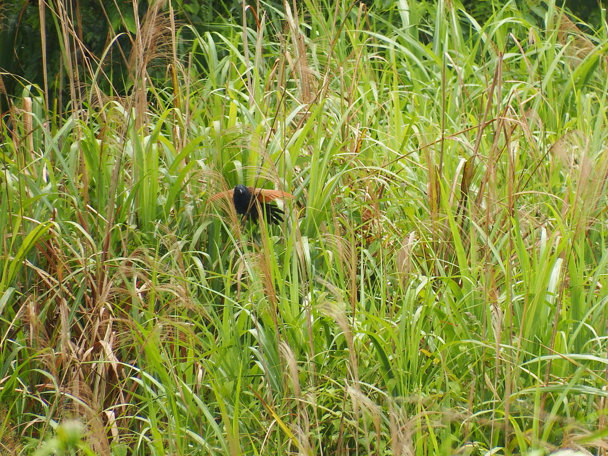 Image of Lesser Coucal