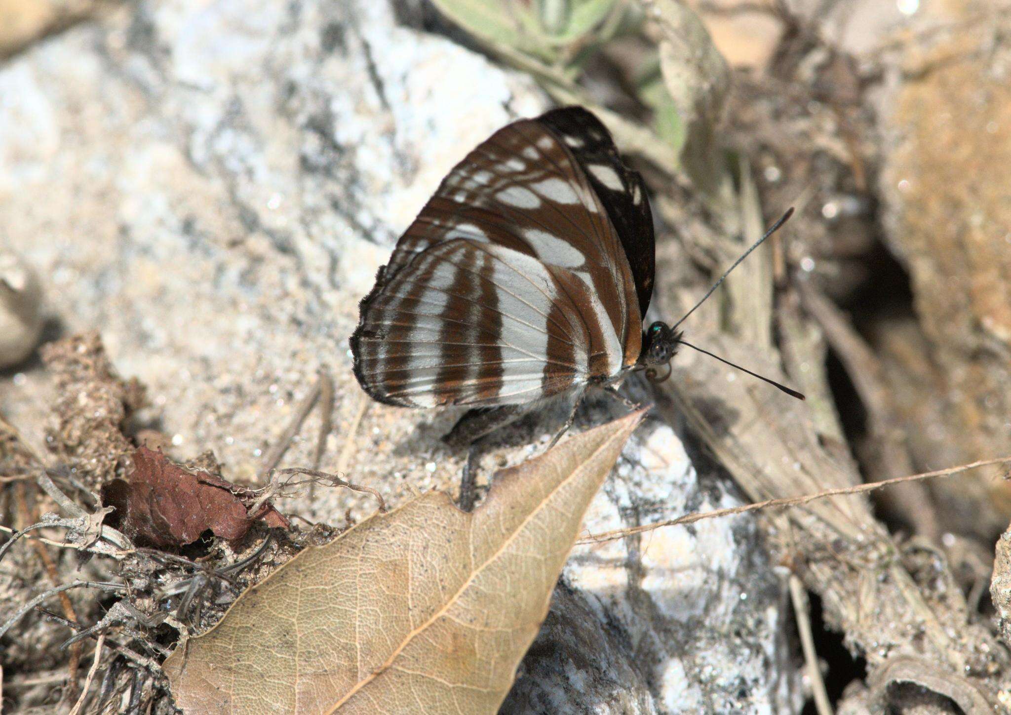 Image de Neptis soma Moore 1858