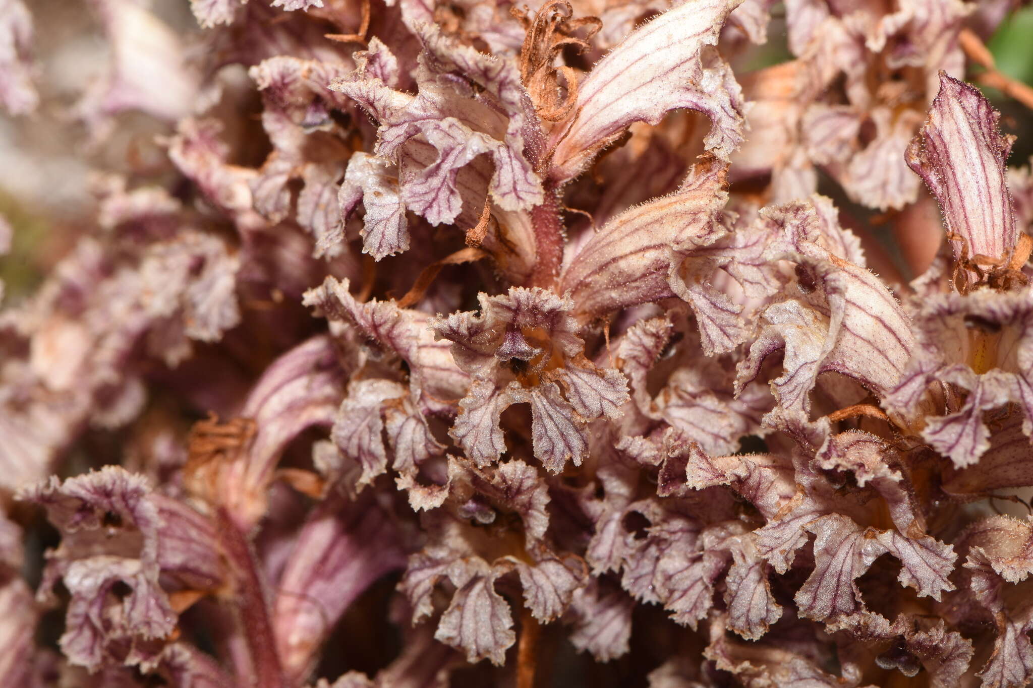 Image of Orobanche alba subsp. alba