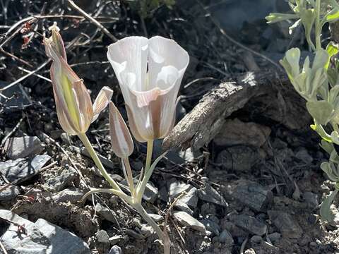 Calochortus panamintensis (Ownbey) Reveal resmi