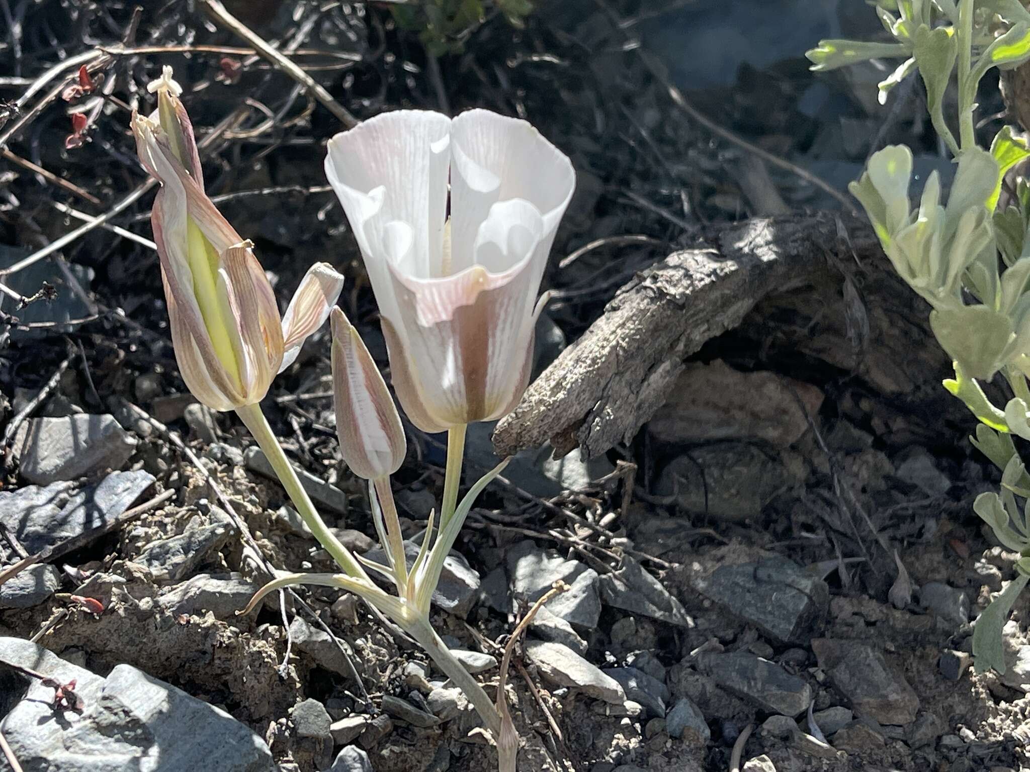 Image of Panamint Mountain mariposa lily