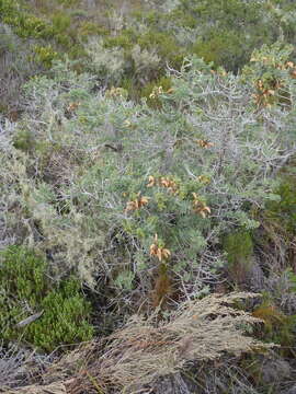 Image of Dune sage