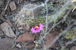 Image of Echinocereus brandegeei (J. M. Coult.) K. Schum.