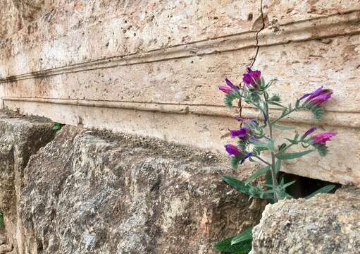 Echium judaeum Lacaita的圖片