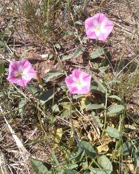 Image of Convolvulus chinensis Ker-Gawl.