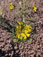 Imagem de Erysimum asperum (Nutt.) DC.