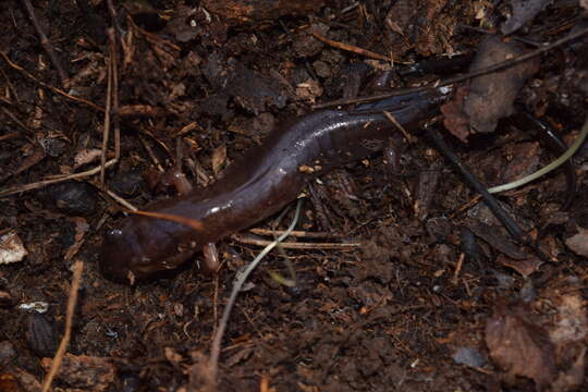 Image of Ouachita Dusky Salamander