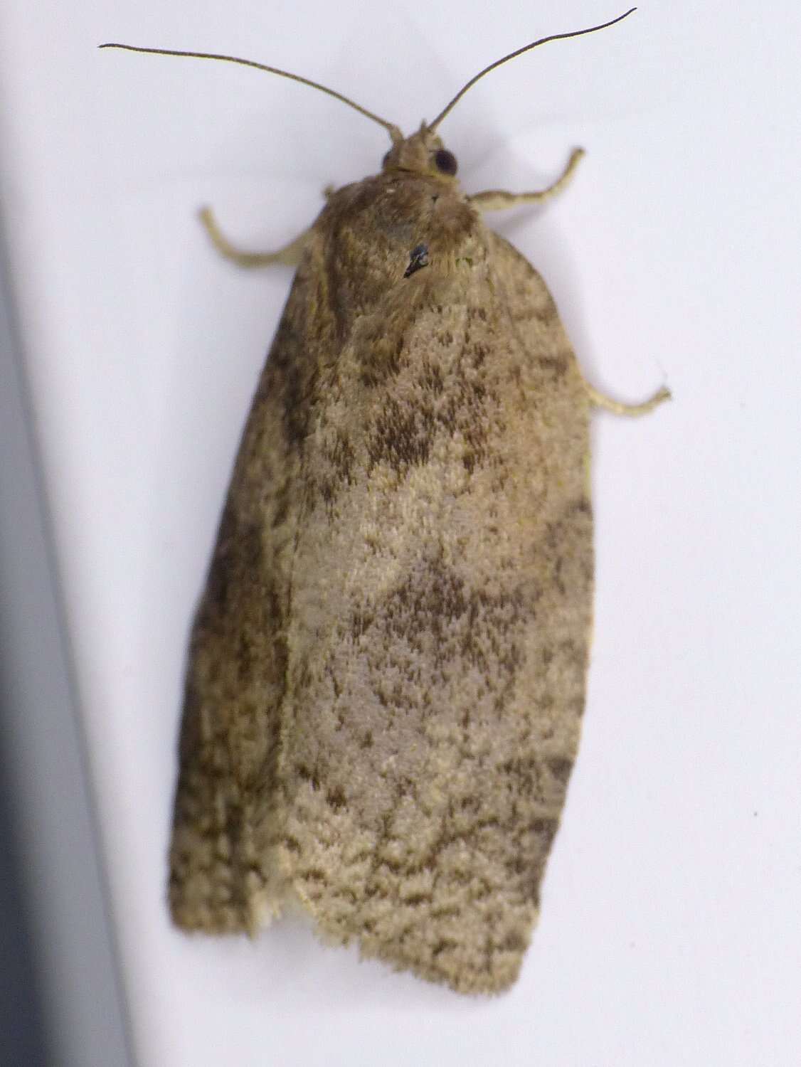 Image of Large Aspen Tortrix