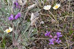 Image of arctic locoweed