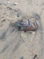 Image of Green Spiny Lobster