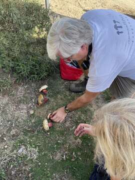 Image of ruddy bolete